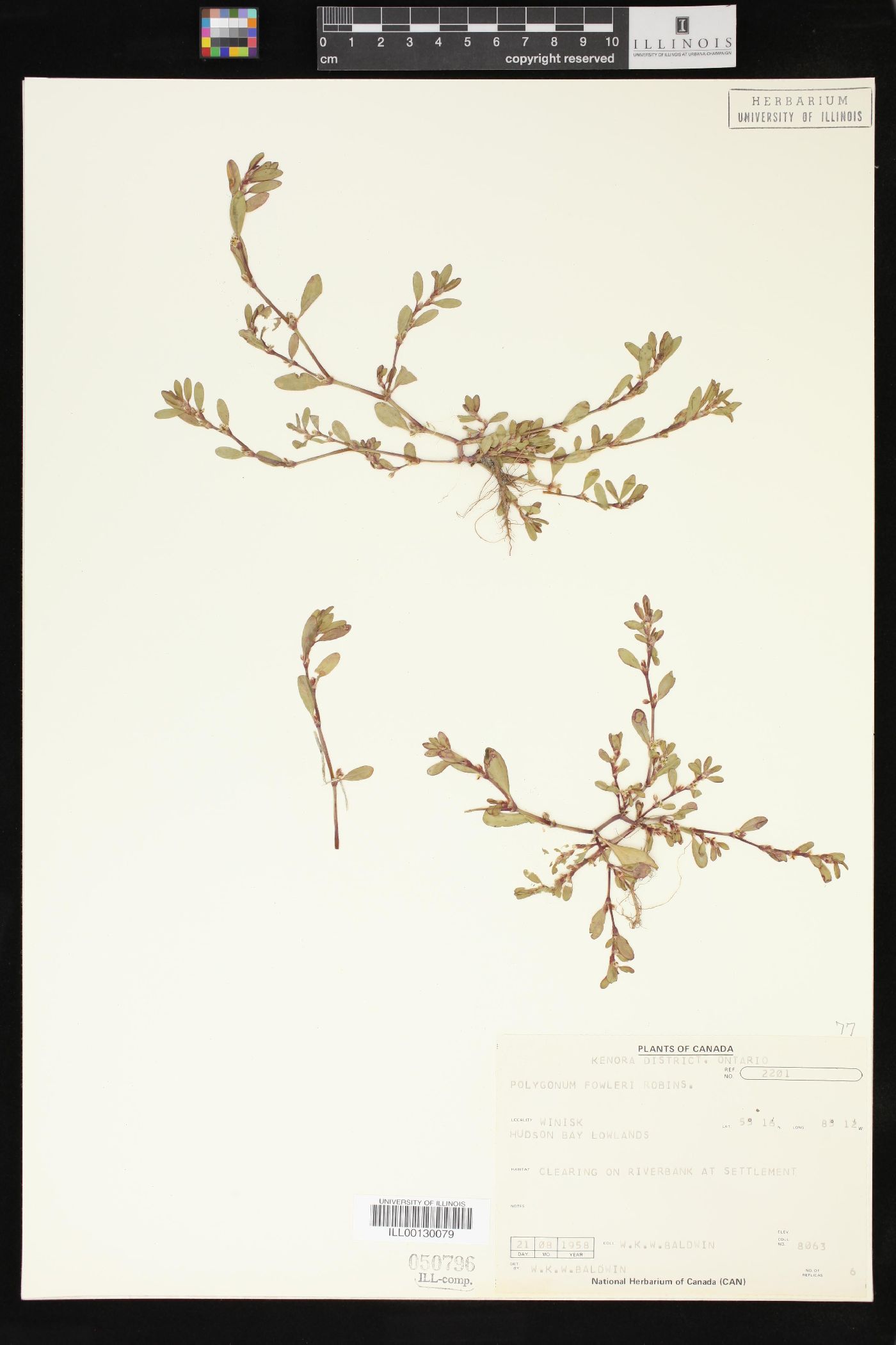 Polygonum fowleri image