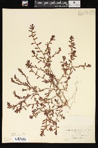 Polygonum fowleri image