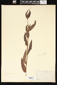 Persicaria hirsuta image