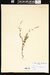 Persicaria hydropiper image