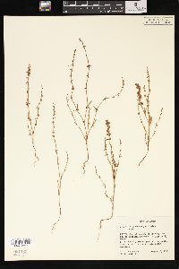 Polygonum majus image