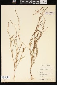 Polygonum majus image