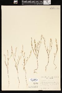 Polygonum majus image