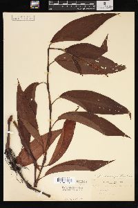 Polygonum muhlenbergii image