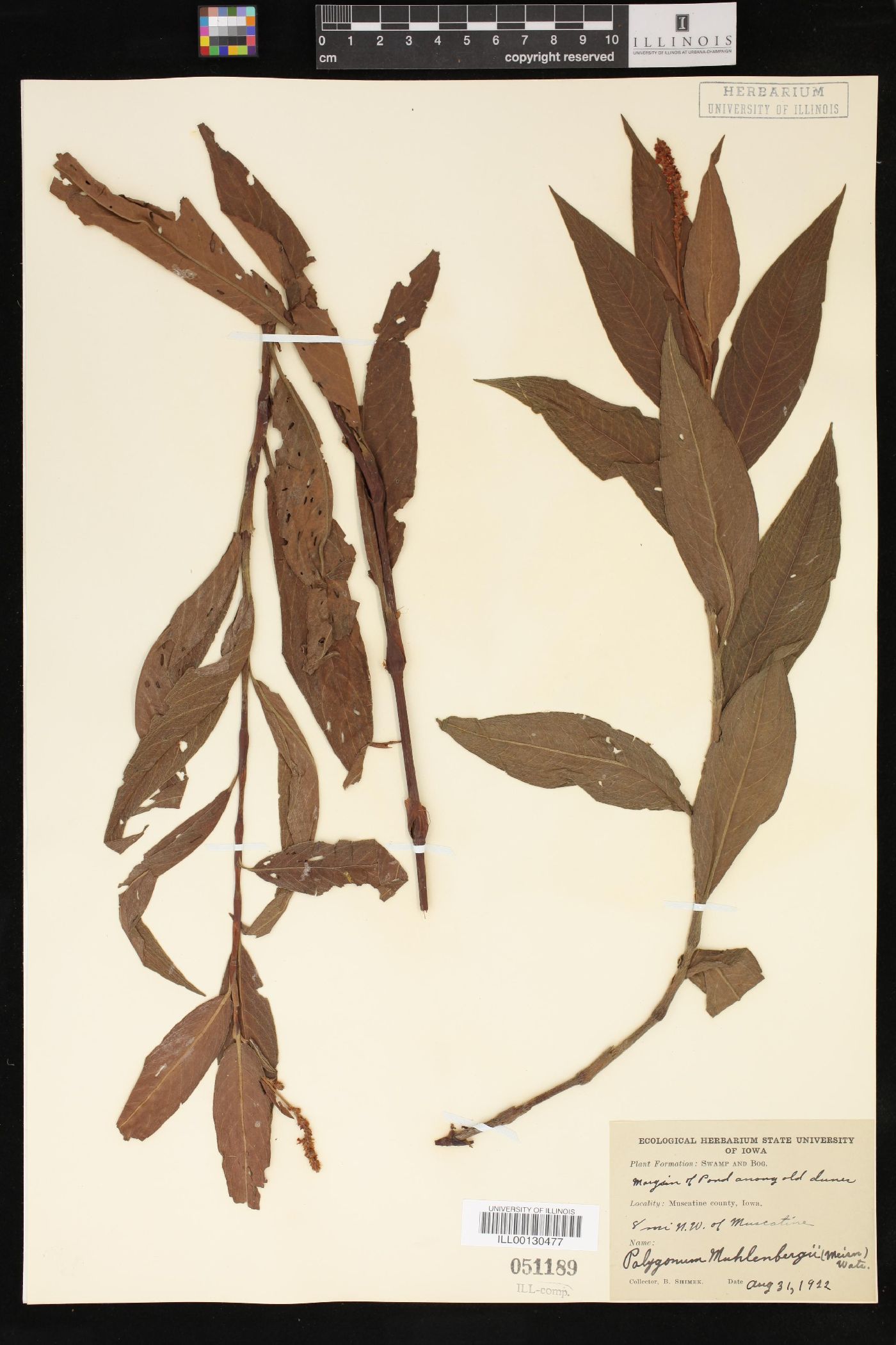 Polygonum muhlenbergii image