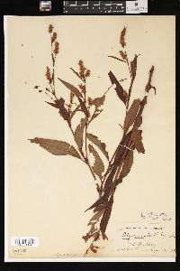 Polygonum muhlenbergii image