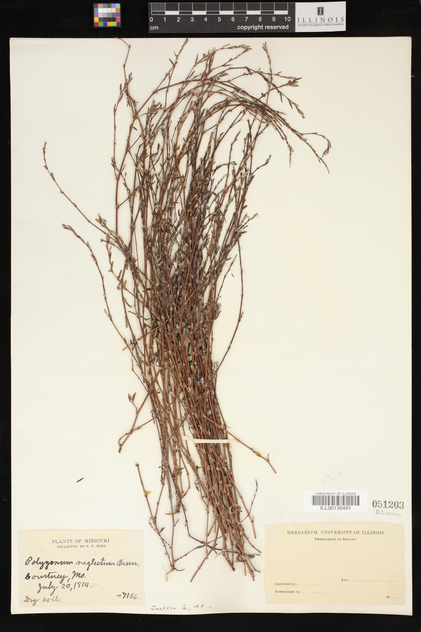 Polygonum bellardii image