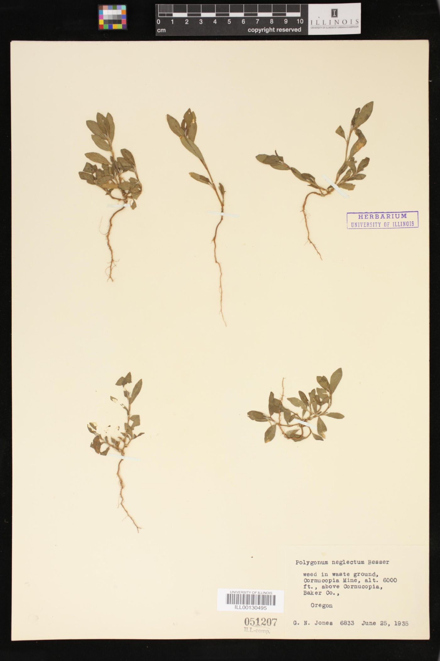 Polygonum bellardii image