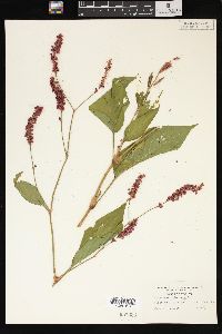 Persicaria orientalis image