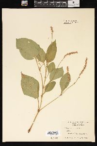 Persicaria orientalis image