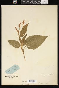 Persicaria orientalis image