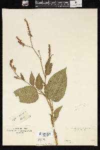 Persicaria orientalis image