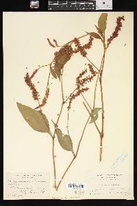 Persicaria orientalis image