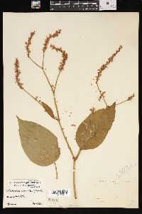 Persicaria orientalis image