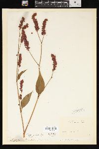 Persicaria orientalis image