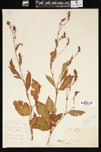 Persicaria orientalis image