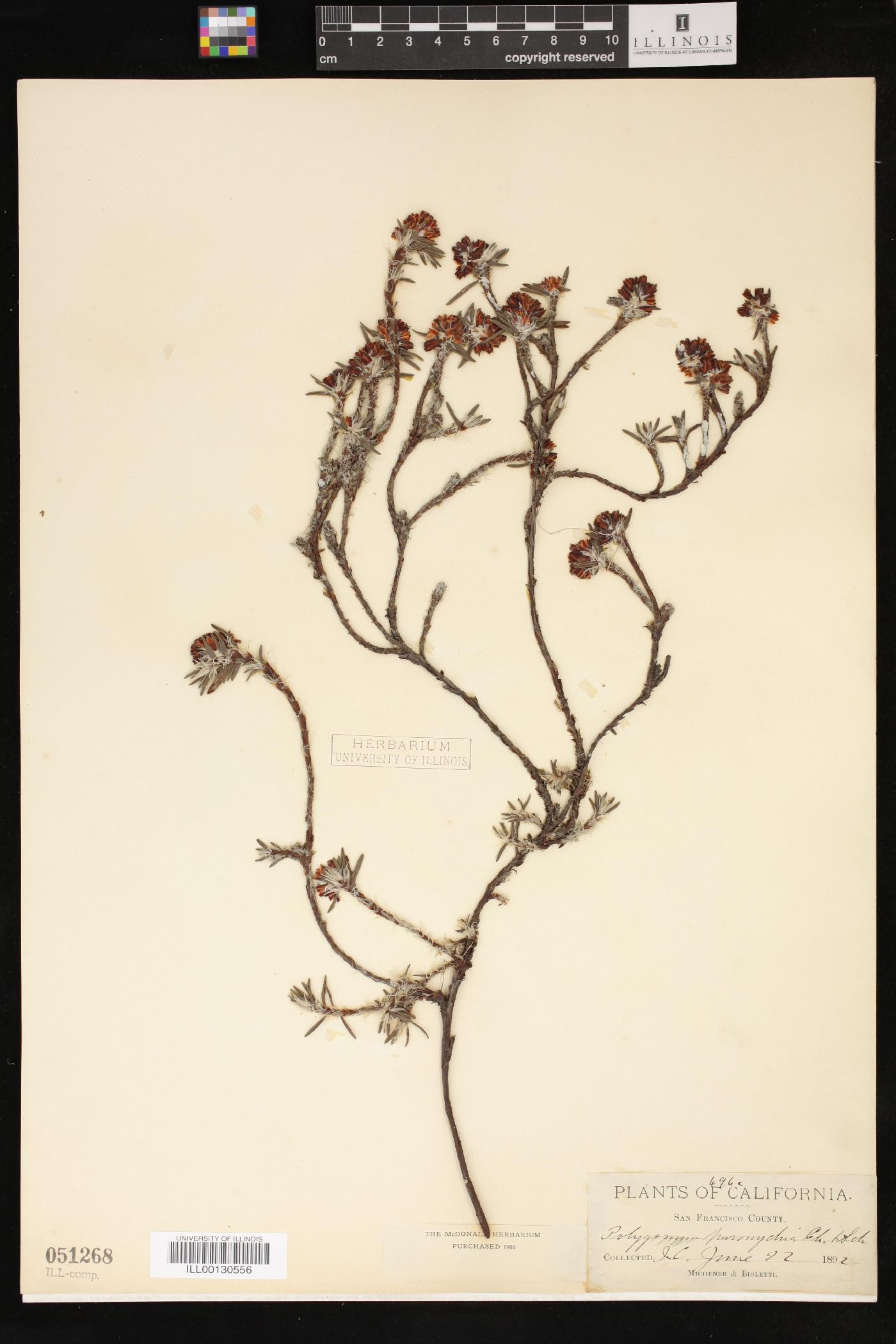 Polygonum paronychia image