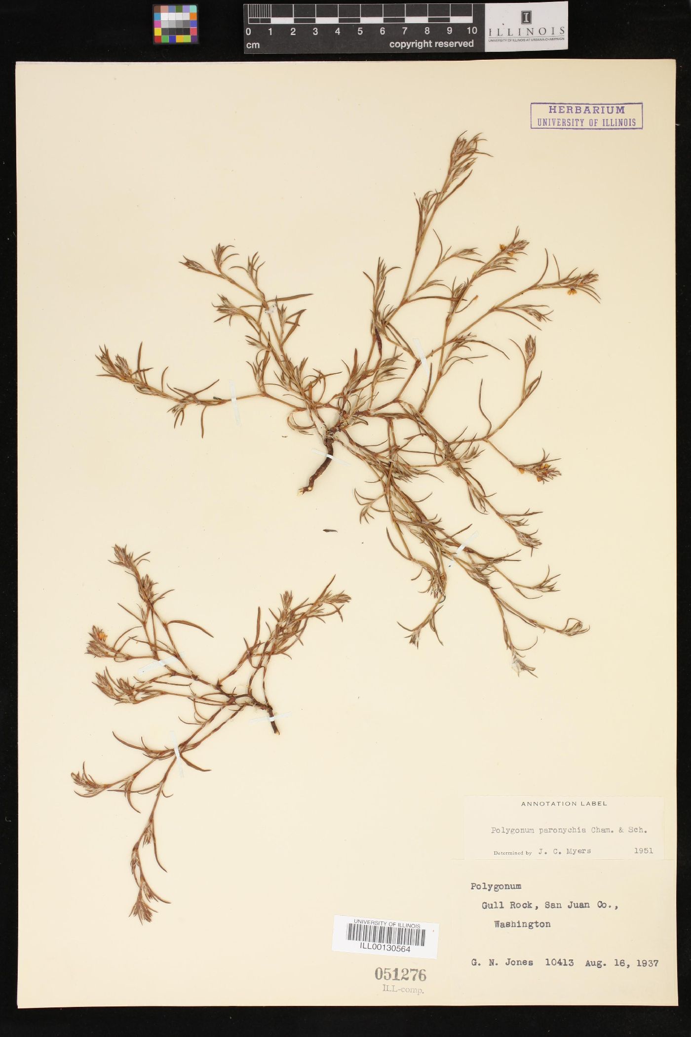 Polygonum paronychia image