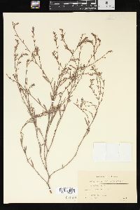 Polygonum ramosissimum image