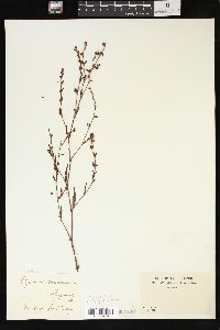 Polygonum ramosissimum image
