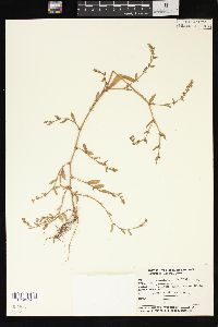 Polygonum ramosissimum image