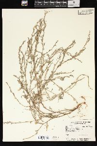 Polygonum ramosissimum image