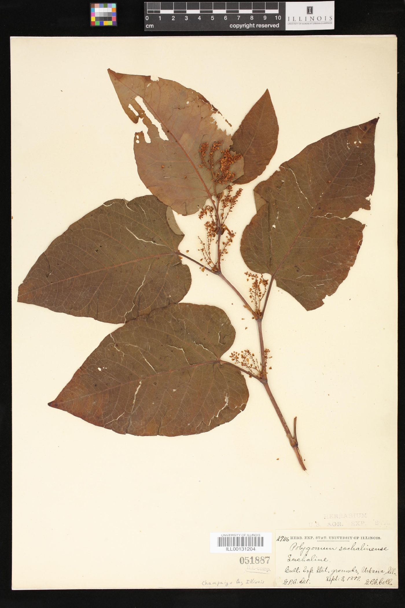 Polygonum sachalinense image
