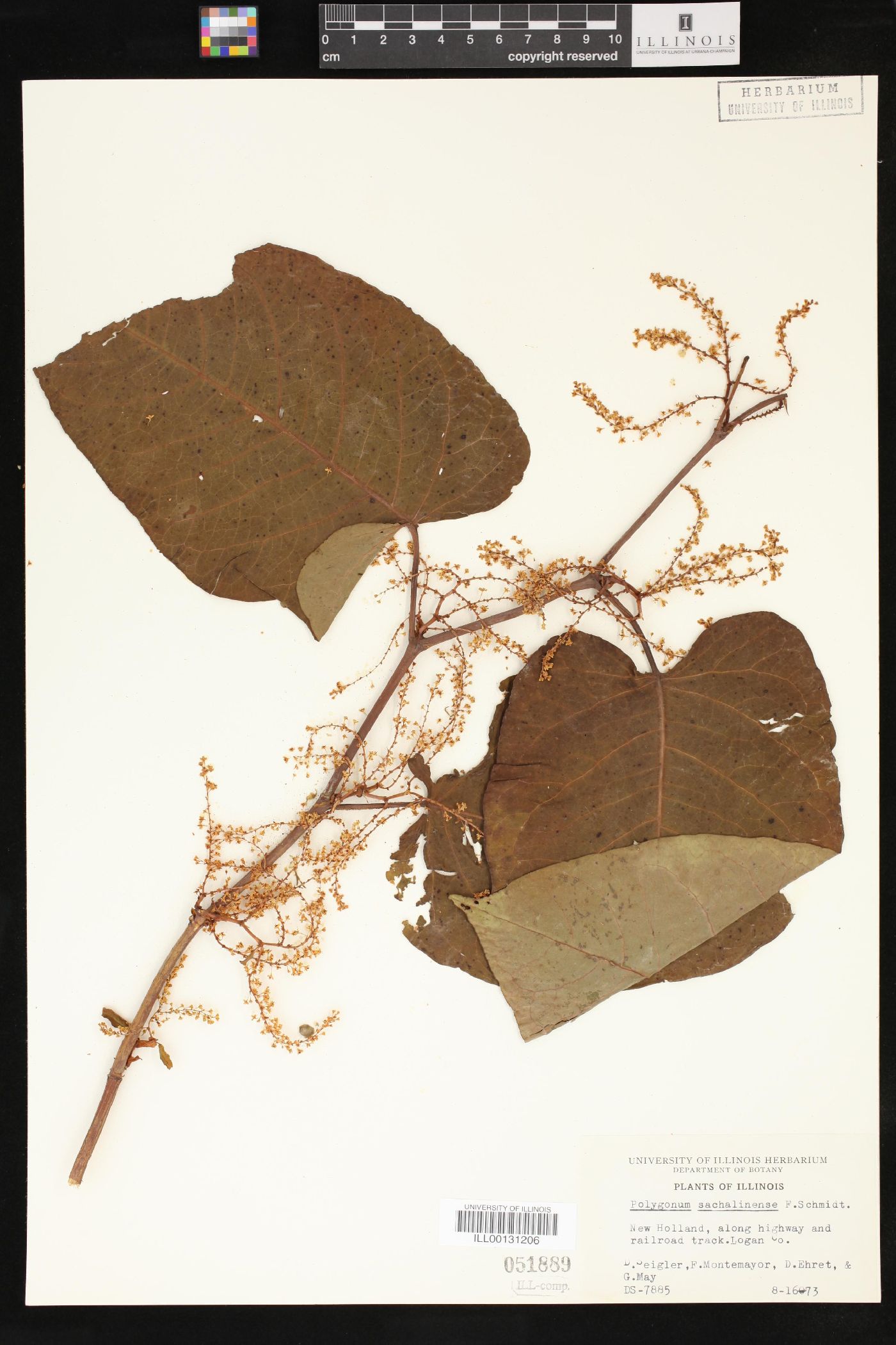 Polygonum sachalinense image