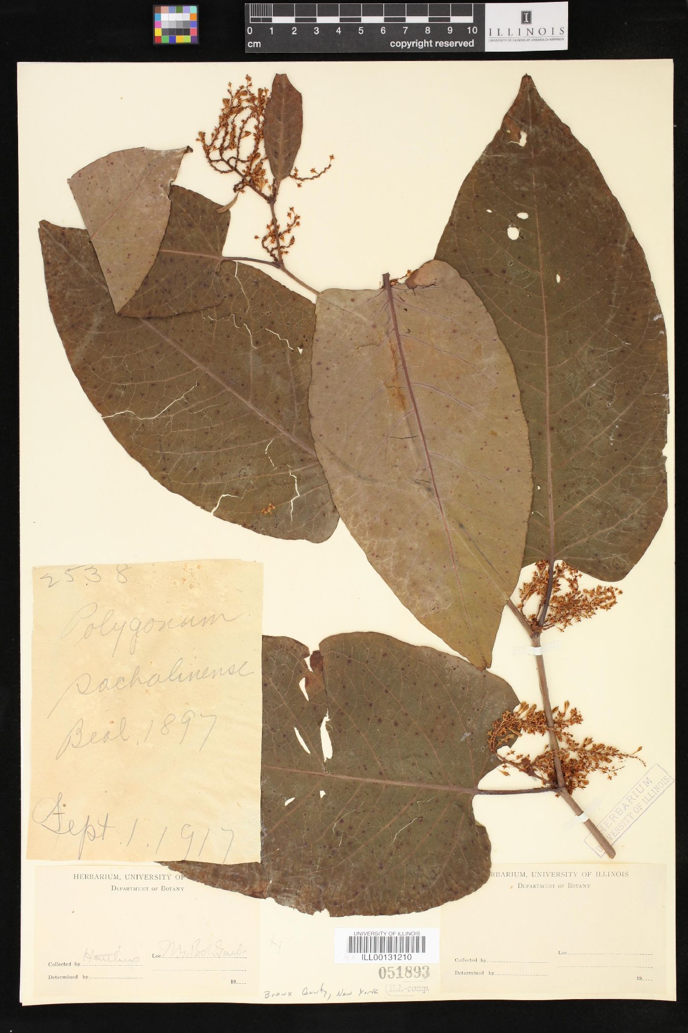 Polygonum sachalinense image