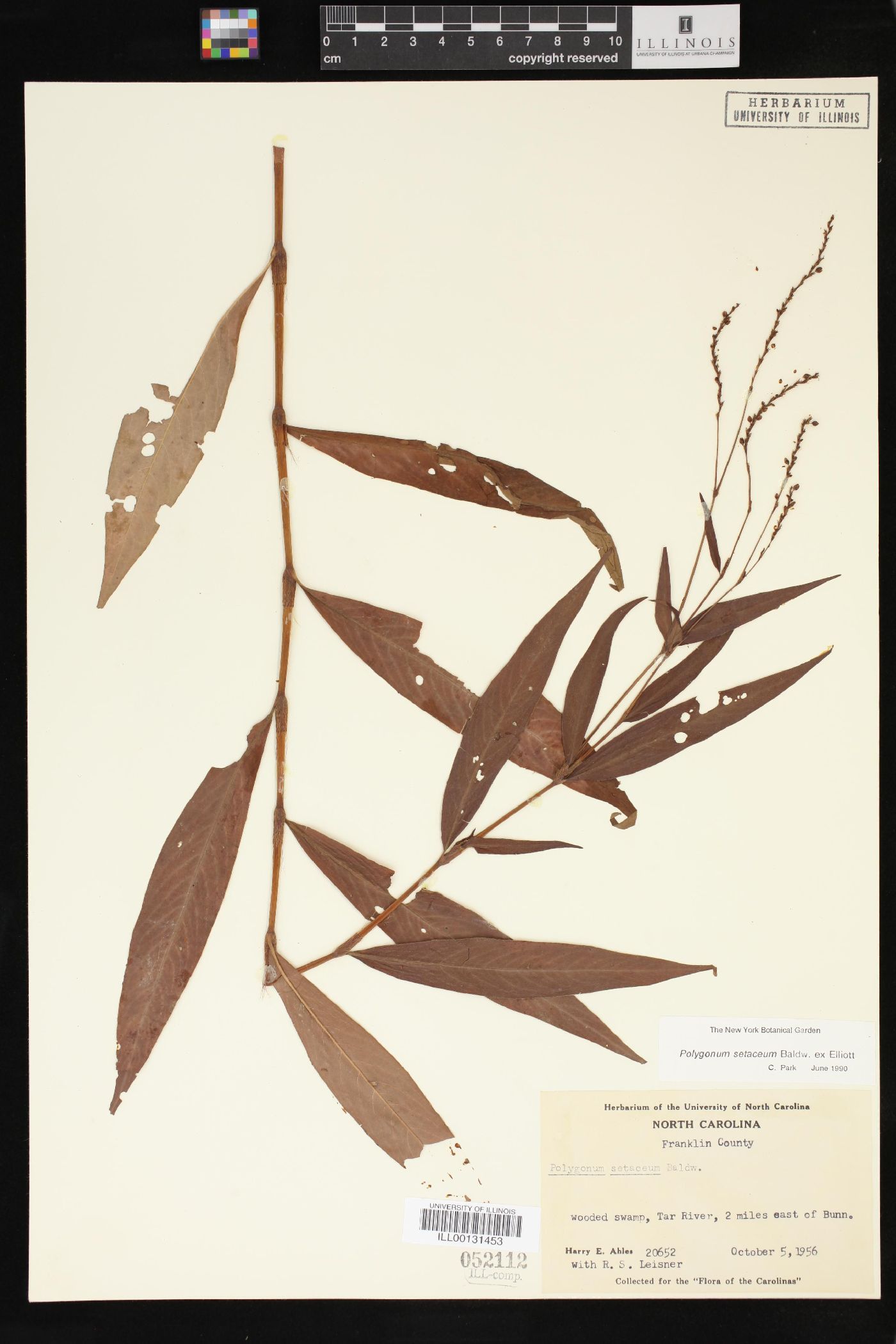 Polygonum setaceum image