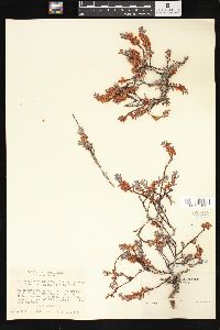 Polygonum shastense image