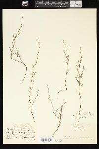 Polygonum tenue image