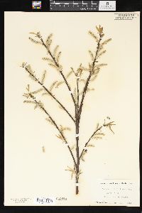 Salix glaucophylloides image