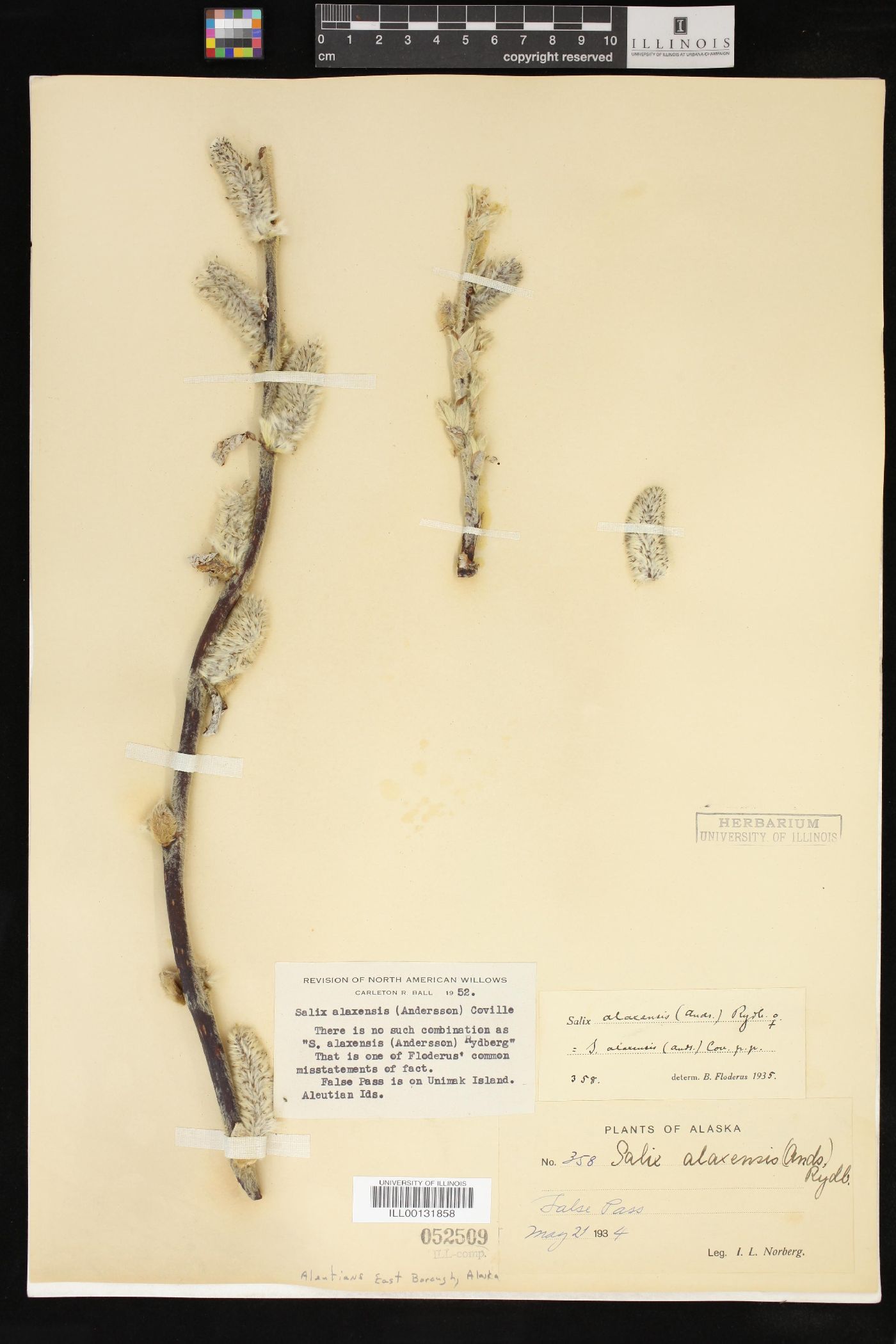 Salix alaxensis image