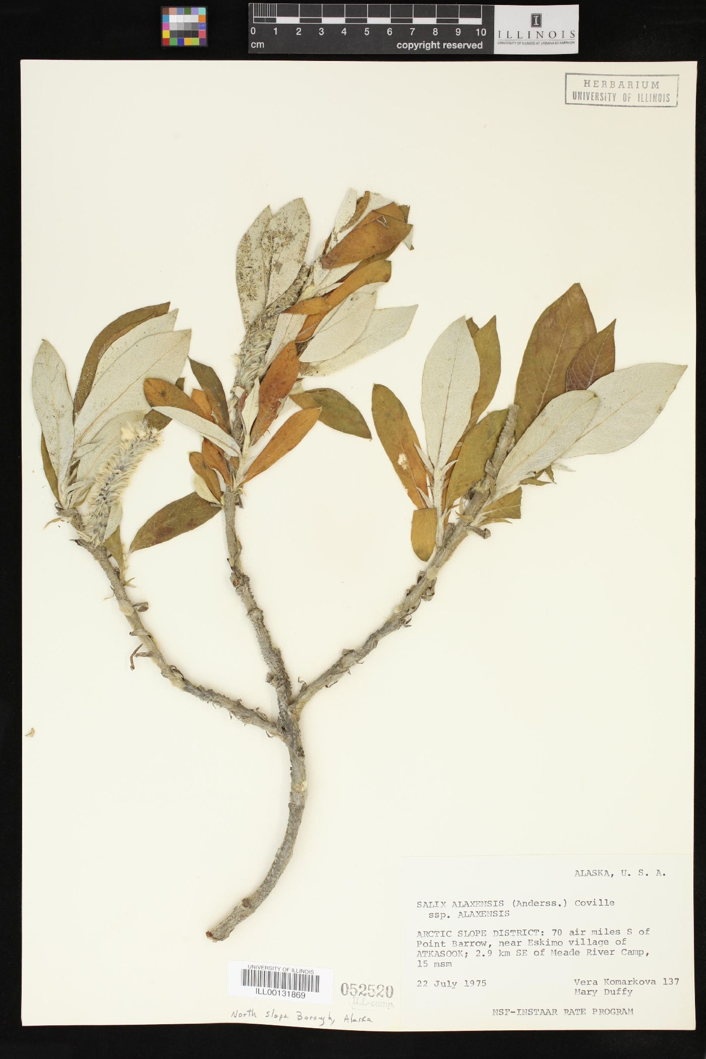 Salix alaxensis subsp. alaxensis image