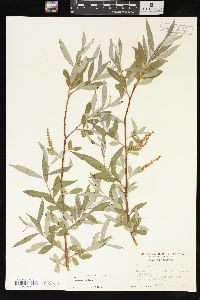 Salix alba image