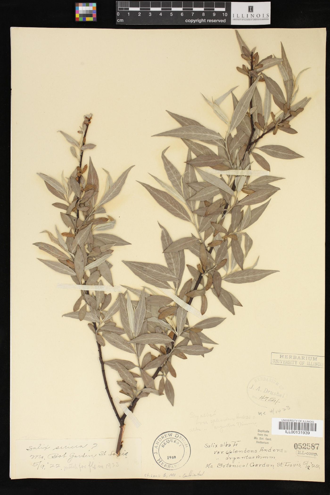 Salix alba subsp. alba image