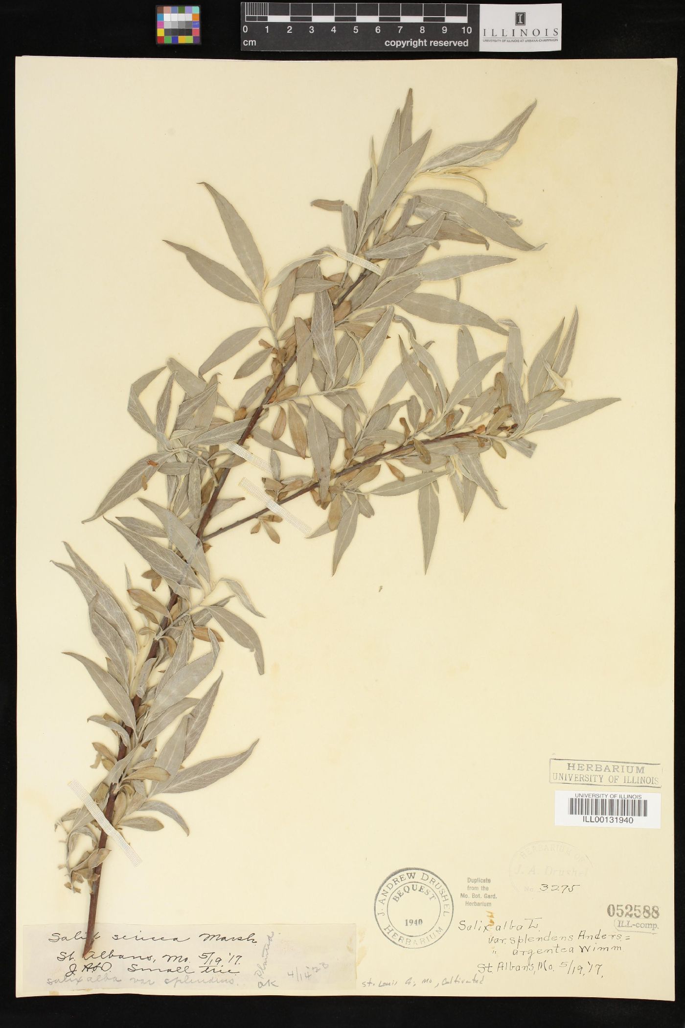 Salix alba subsp. alba image