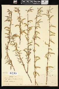 Salix alba image