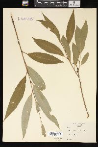 Salix amygdaloides image