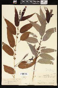 Salix amygdaloides image