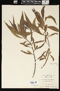 Salix amygdaloides image