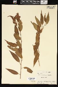 Salix amygdaloides image