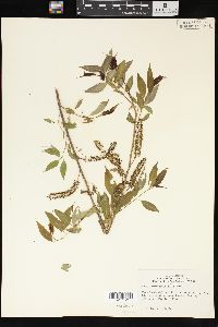 Salix amygdaloides image