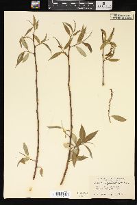 Salix amygdaloides image