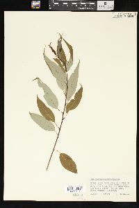 Salix amygdaloides image