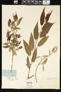 Salix amygdaloides image