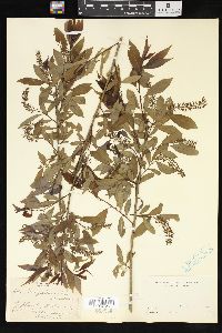 Salix amygdaloides image