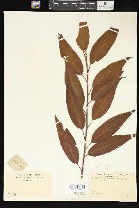 Salix amygdaloides image