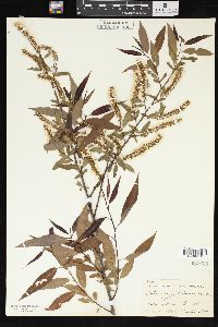 Salix amygdaloides image